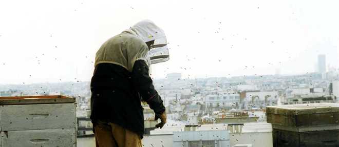 Les ruches des toits de l'Opera Garnier.