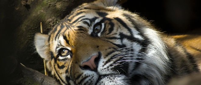 Le tigre de Sumatra, en voie d'extinction. Au marche noir, une peau de tigre se negocie 62 000 dollars, soit le double d'un kilo de cocaine. 