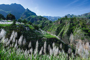 Fleurs de canne à sucre aux environs du village de Joao Afonso. Île de Santo Antão. Cap-Vert. 