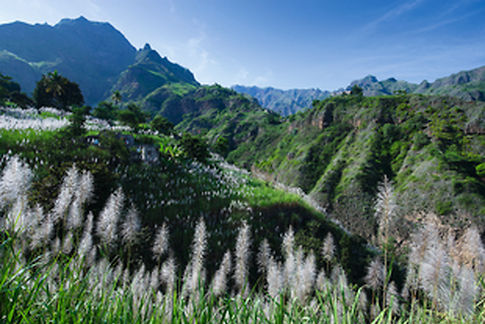 Fleurs de canne a sucre aux environs du village de Joao Afonso. Ile de Santo Antao. Cap-Vert. 