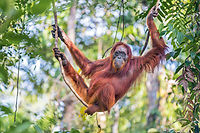 Une femelle orang-outang dans le parc national de Tanjung Puting, en Indonésie.