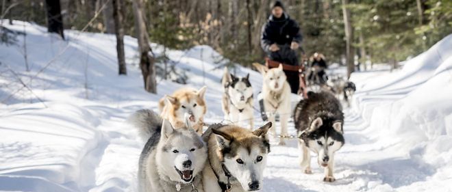 Savoie : 121 chiens sauvés de conditions ignobles par la SPA - Le 