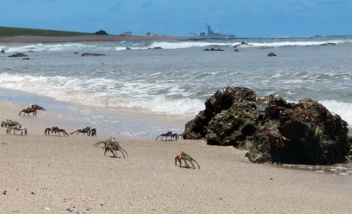 Des crabes aratu sur l'ile de Trindade, entre le Bresil et l'Afrique, le 29 novembre 2015