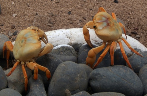 Des crabes jaunes, une espèce en voie de disparition, sur l'île de Trindade, entre le Brésil et l'Afrique, le 30 novembre 2015 © VITORIA VELEZ AFP