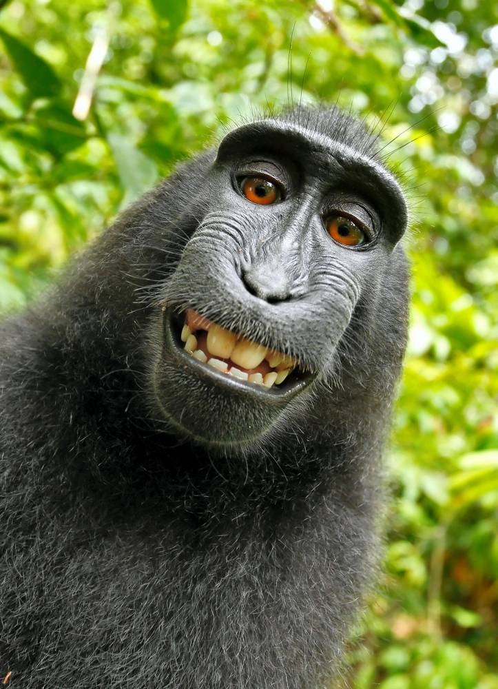 Les singes privés de droits sur leurs selfies