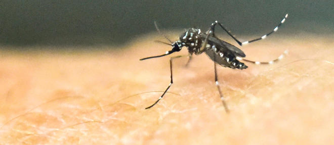 Un vaccin serait en cours d'elaboration contre le virus Zika selon un laboratoire indien.