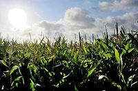 Des champs de maïs dans le nord de la France (illustration). ©PHILIPPE HUGUEN