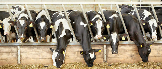 Les groupes industriels ont trouve le moyen de s'enrichir, au detriment des petits producteurs de lait.