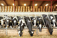 Les groupes industriels ont trouvé le moyen de s'enrichir, au détriment des petits producteurs de lait. ©Mint Images