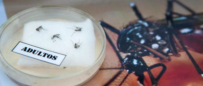 Le virus Zika, qui se transmet par certains moustiques, se propage. 