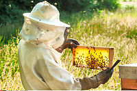 En Roumanie, le premier centre de recherche dedie a l'apiculture a ete cree dans les annees 1930.  (C)JEAN MICHEL NOSSANT/SIPA