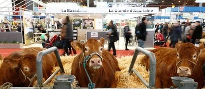 Des vaches au Salon de l'Agriculture le 27 fevrier 2016 a Paris