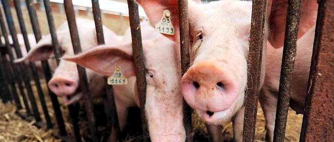 Les prix de la viande bovine et porcine s'effondrent, au grand dam des eleveurs.