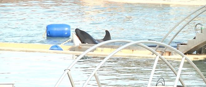 Une orque apercue dans son bassin du parc de Marineland a Antibes, en octobre 2015. 