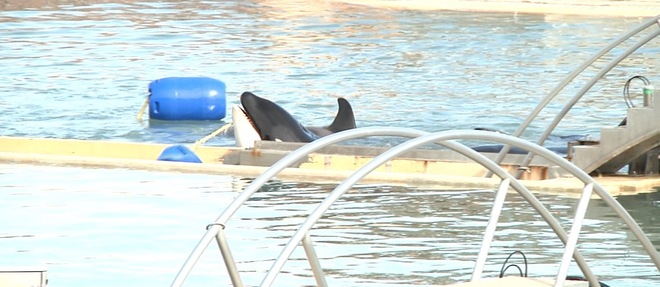 Une orque apercue dans son bassin du parc de Marineland a Antibes, en octobre 2015. 