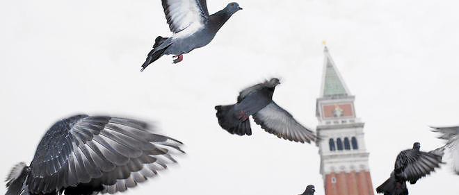 Des pigeons sont charges a Londres de mesurer la qualite de l'air.