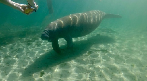 Floride Le Lamantin Espece En Danger Mais Peut Etre Plus Pour Longtemps Le Point