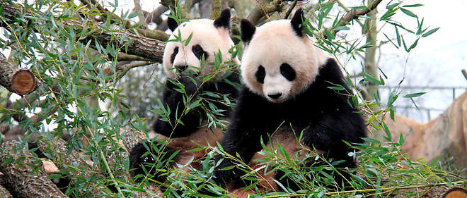 Les deux pandas stars du zoo de Beauval.