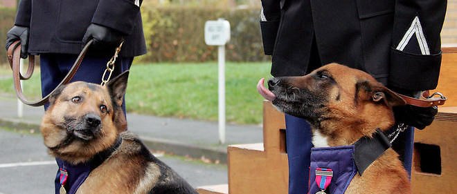 Un Chien Médaillé Dhonneur De La Police Nationale Le Point