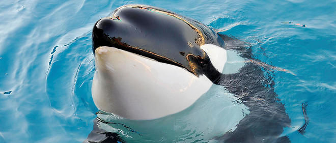 Moana, une orque femelle nee en captivite au Sea World de San Diego.