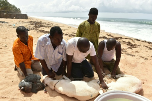 Des animaux sont sacrifiés par des membres d'une Eglise locale sur la plage de Grand-Bassam en Côte d'Ivoire, le 1er avril 2016 © ISSOUF SANOGO AFP