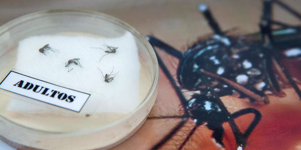 Des insectes génétiquement modifiés pour contrer le Zika et la