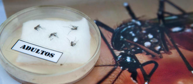 Le virus Zika, qui se transmet par certains moustiques, se propage. 