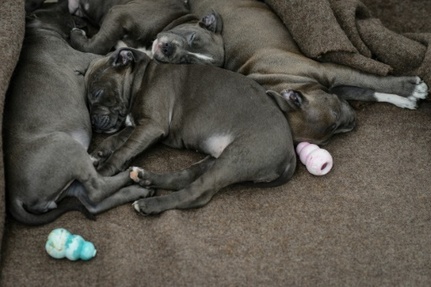 Le Staffordshire Bull Terrier Chien Préféré Des Français