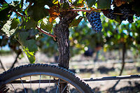 Tour de France : les raisins de la col&egrave;re