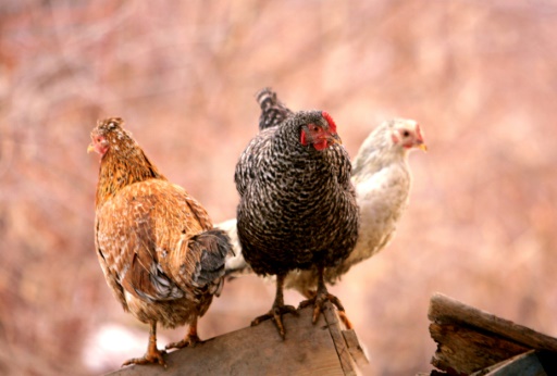 Une poule est capable d'ingurgiter jusqu'à 150 kilos de déchets alimentaires par an © MUSTAFA OZER AFP/Archives