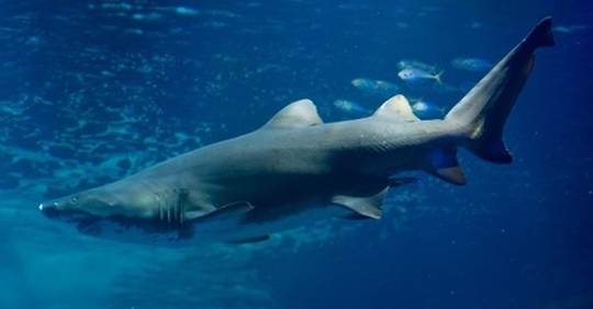 Attaque mortelle de requin en Nouvelle-Calédonie - La Libre