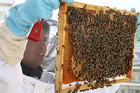 L'apiculteur Etienne installant deux ruches au "Point". (C)Lewino