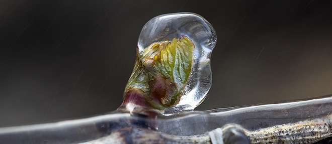 Bourgeon de vigne protege du gel par aspersion d'eau et formation d'une couche de glace.