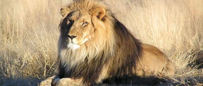 Trente-trois lions recuperes dans des cirques sud-americains s'envolent vendredi du Perou pour l'Afrique du Sud ou ils seront relaches dans une reserve naturelle. 