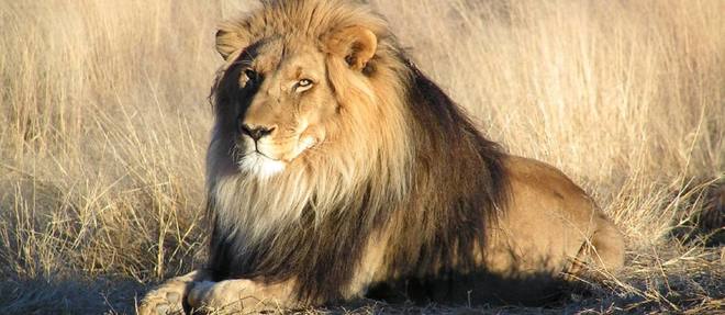 Trente-trois lions recuperes dans des cirques sud-americains s'envolent vendredi du Perou pour l'Afrique du Sud ou ils seront relaches dans une reserve naturelle. 