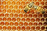 << Au nom de nombreux consommateurs, je vous appelle a ne plus fabriquer de pesticides qui tuent les abeilles >>, a demande Anne Isakowitsch, une militante de l'ONG SumOfUs, lors de l'assemblee generale des actionnaires de Bayer a Cologne.