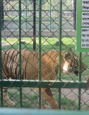Le Bangladesh perd ses derniers tigres sauvages