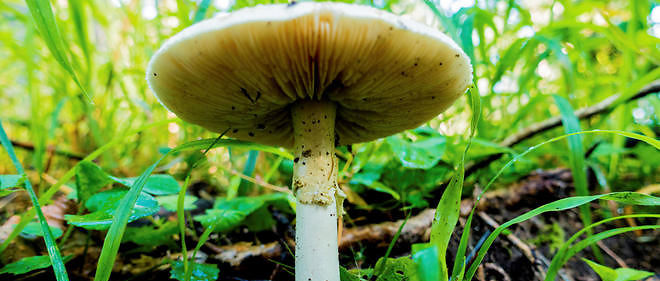 Un champignon (image d'illustration).