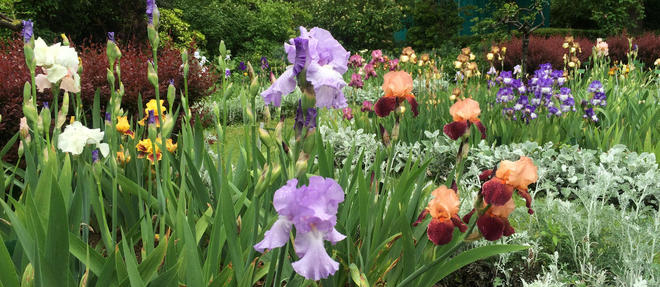 Le jardin d'iris du Jardin des plantes a Paris