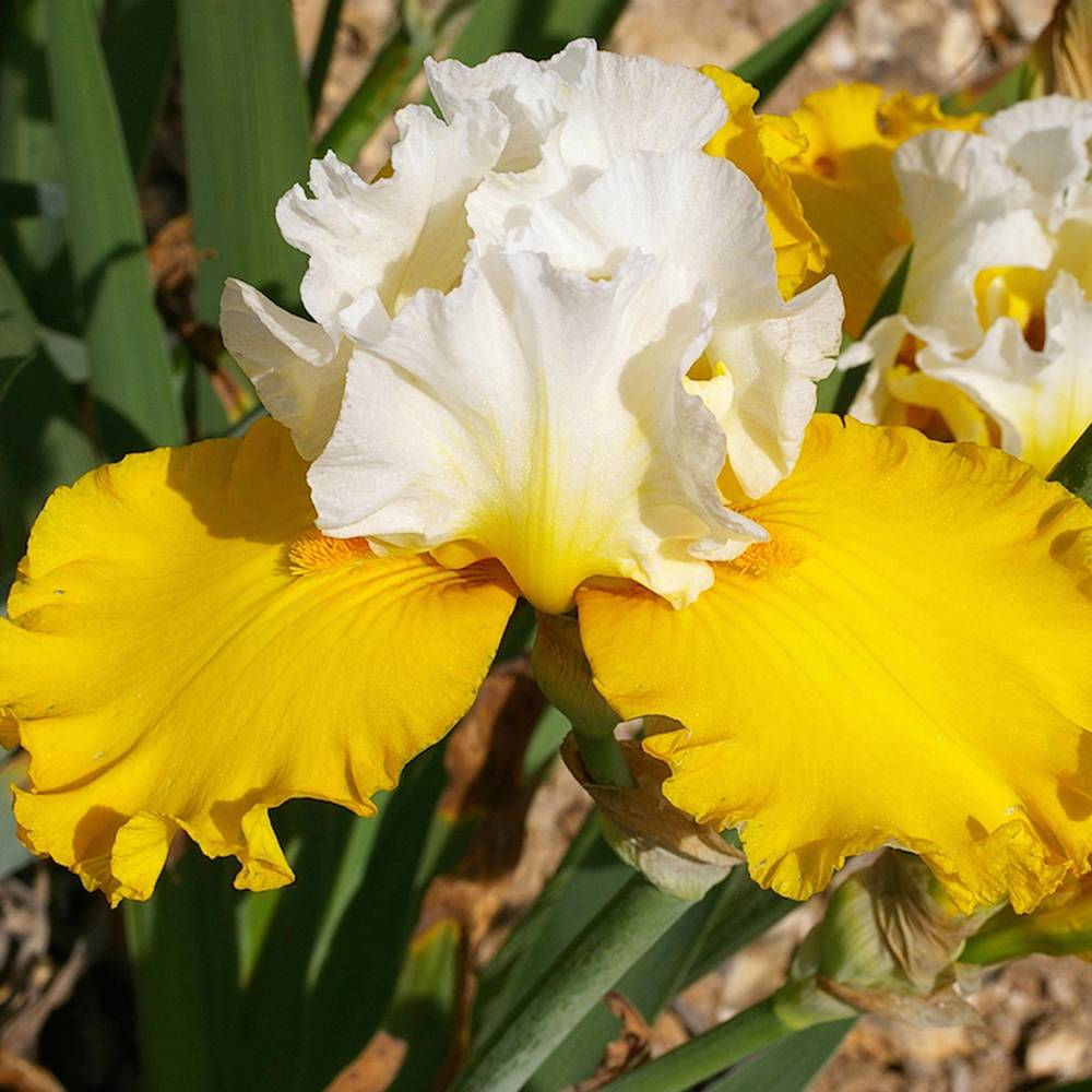 Planter Des Iris Le Long D Un Mur Jardins : les iris en folie - Le Point