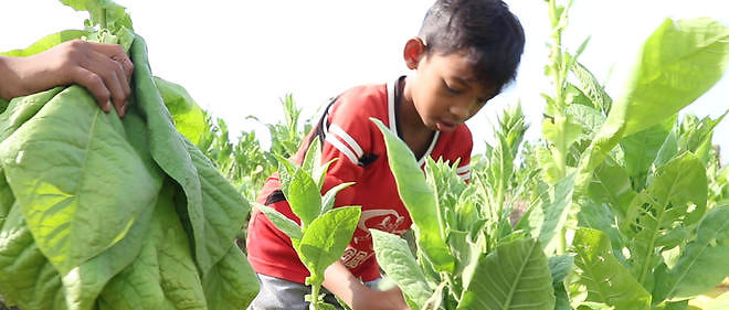Enfant manipulant des feuilles de tabac. Image d'illustration.