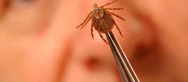La tique peut transmettre des maladies virales des animaux aux hommes. 