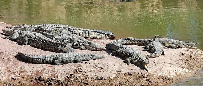 Proteges depuis 1971, les crocodiles sont particulierement presents dans le nord du pays, ou ils seraient 100 000 selon les autorites.