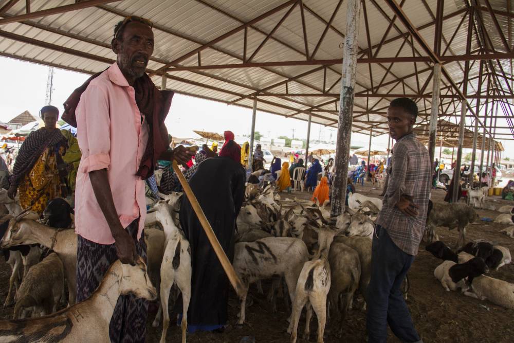Le marché à bétail à Hargeisa. ©  Antoine Galindo