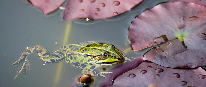 Dordogne Un Couple Condamne A Faire Taire Les Grenouilles Le Point