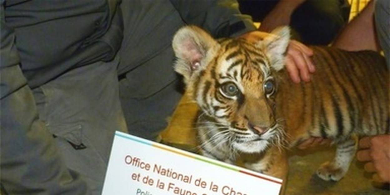 Un Petit Tigre Exhibe Dans Une Cite De Seine Saint Denis Le Point