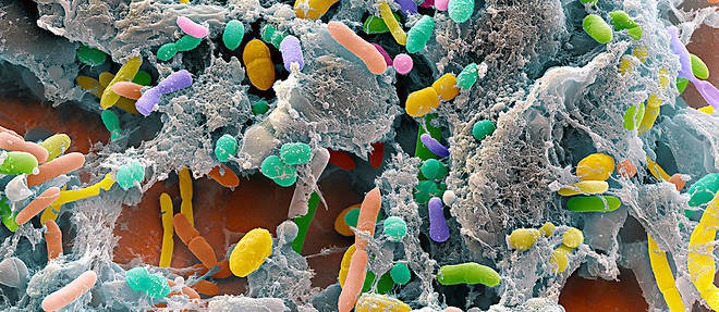 Bacteries issues d'un echantillon de selles composant la flore intestinale ou microbiote intestinal. Microscopie electronique a balayage (MEB). Grossissement : x 7500 au format de 15x12 cm.