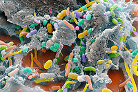 Bacteries issues d'un echantillon de selles composant la flore intestinale ou microbiote intestinal. Microscopie electronique a balayage (MEB). Grossissement : x 7500 au format de 15x12 cm. (C)EYE OF SCIENCE/PHANIE/AFP