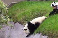 Les 5 vid&eacute;os les plus mignonnes de pandas