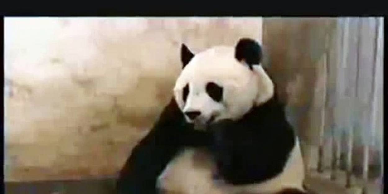 Video Le Bebe Panda Qui Fait Peur A Sa Maman En Eternuant Le Point